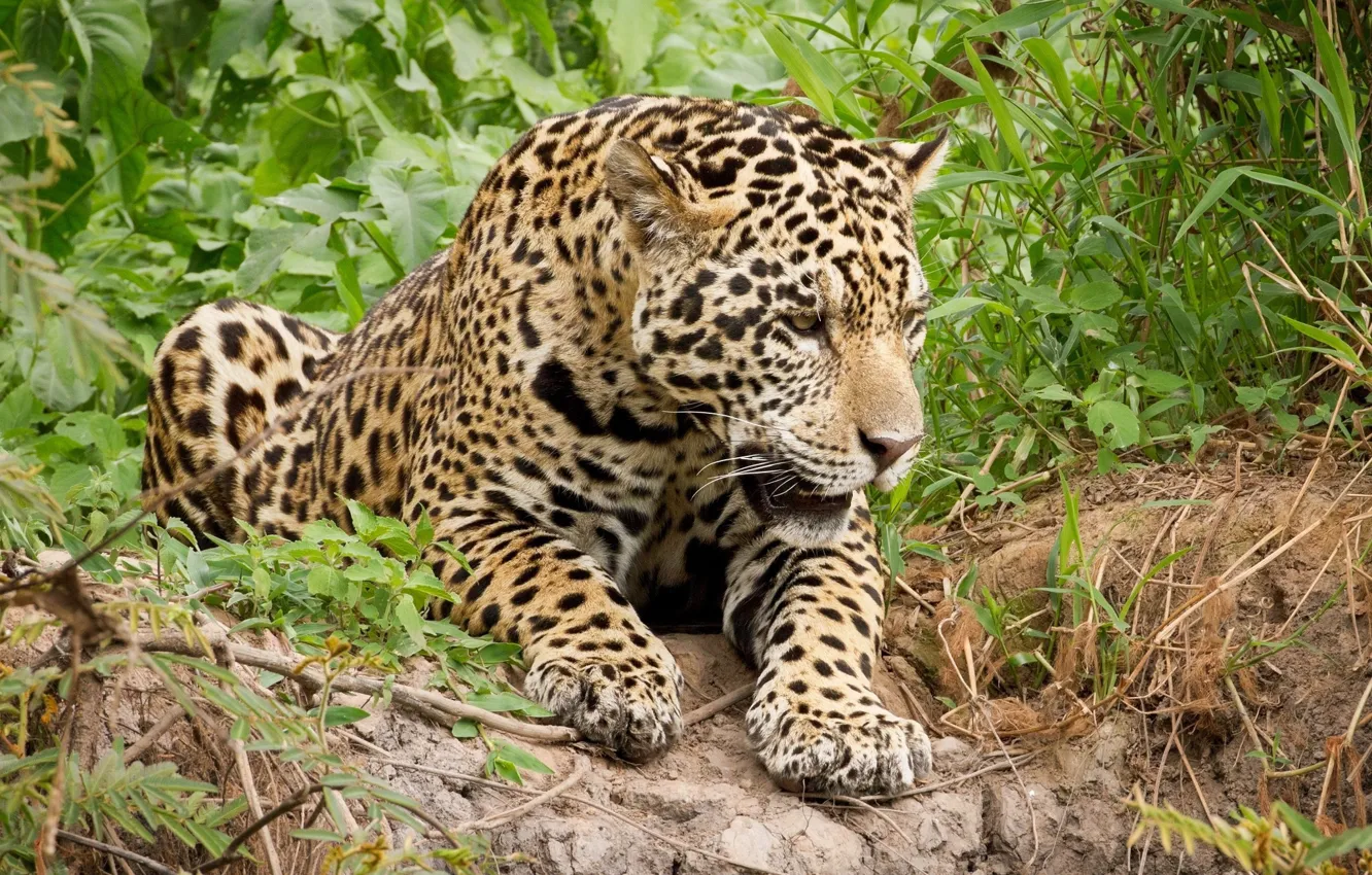 Photo wallpaper predator, lies, Jaguar, wild cat