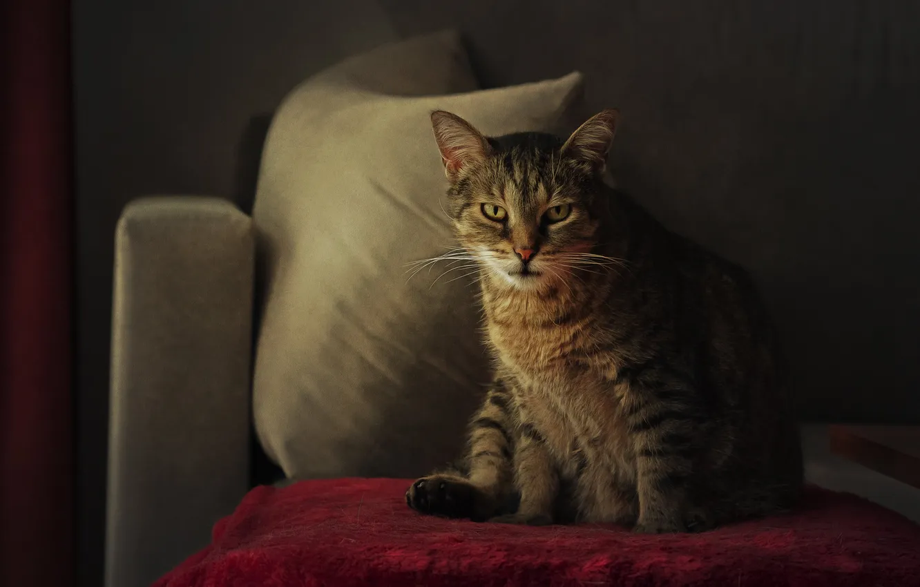 Photo wallpaper cat, cat, look, pose, face