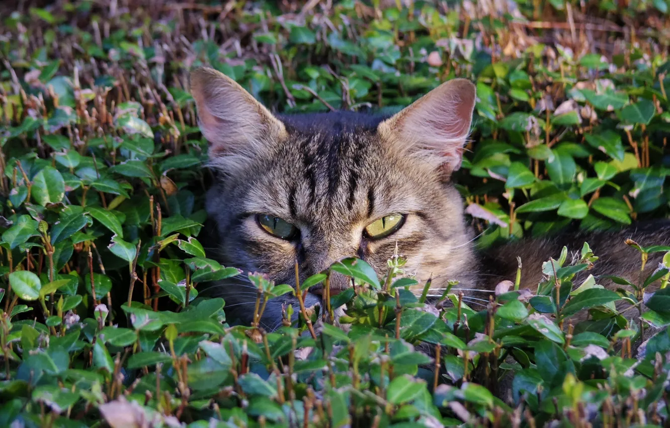 Photo wallpaper grass, cat, face, in ambush