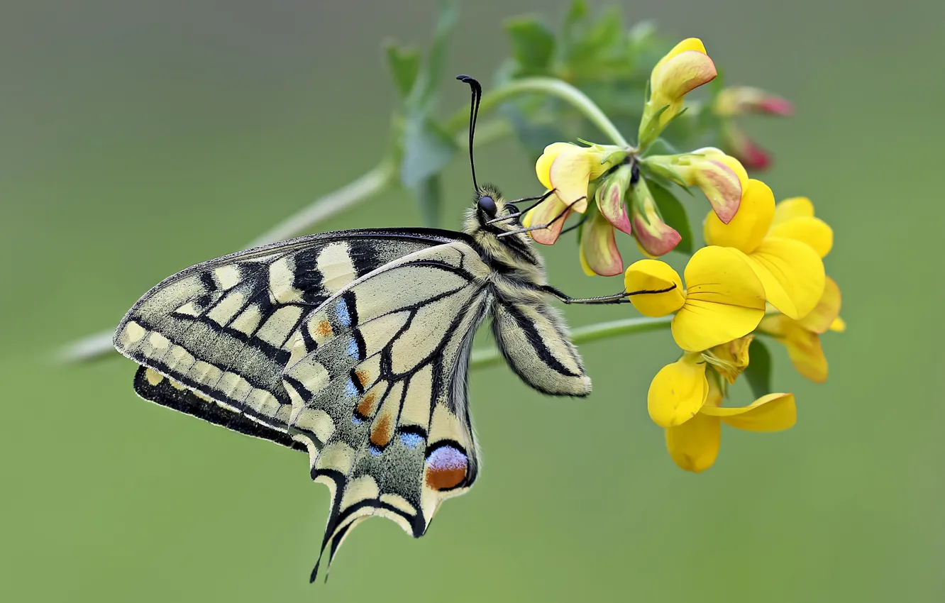 Photo wallpaper flower, macro, butterfly, Swallowtail