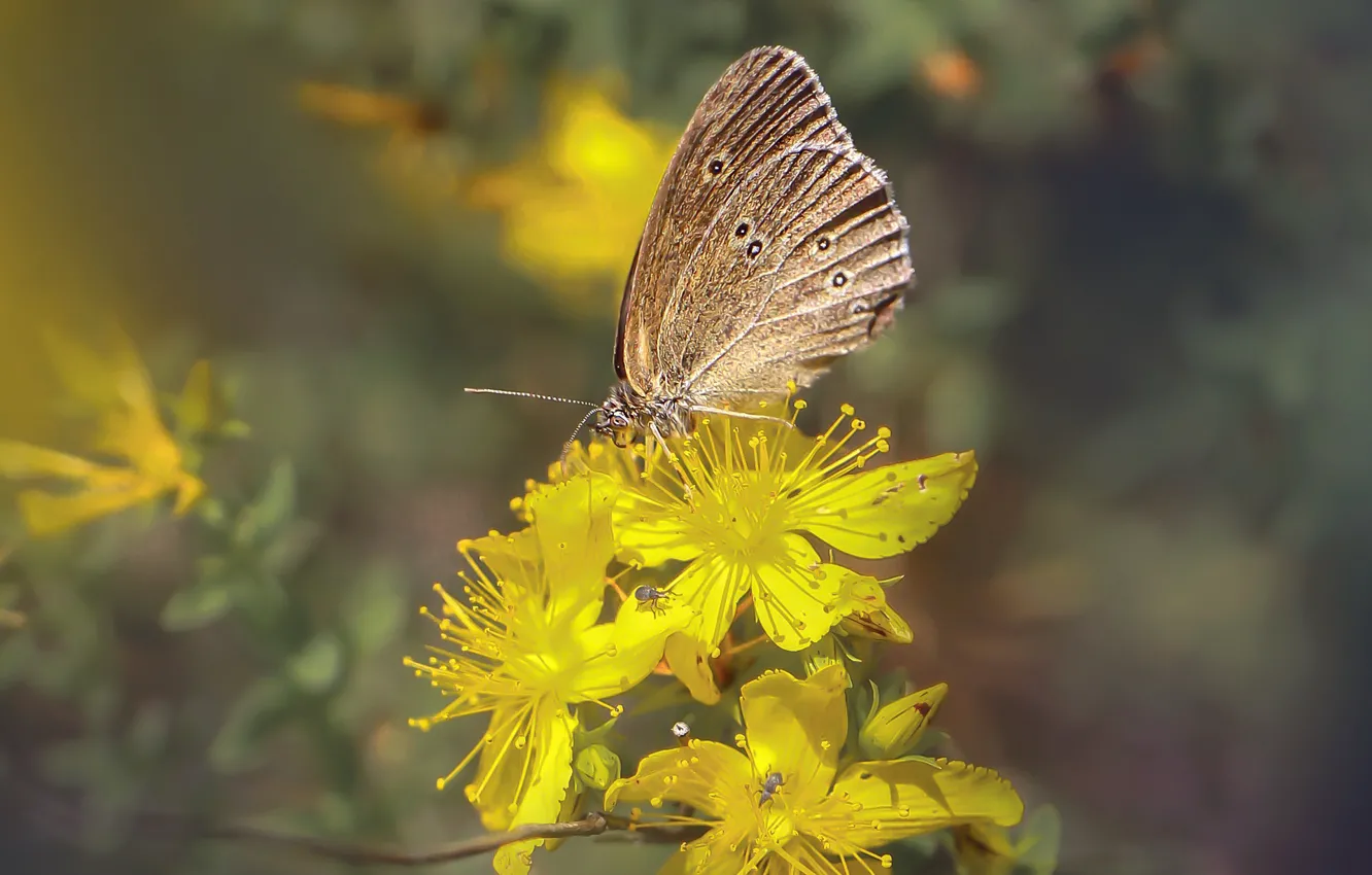Photo wallpaper summer, macro, flowers, background, butterfly, yellow, insect, blurred