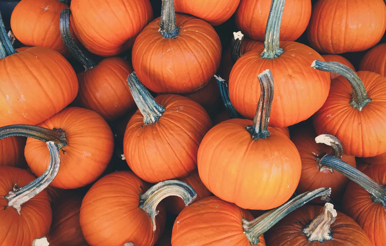 Photo wallpaper harvest, pumpkin, pumpkin, a lot