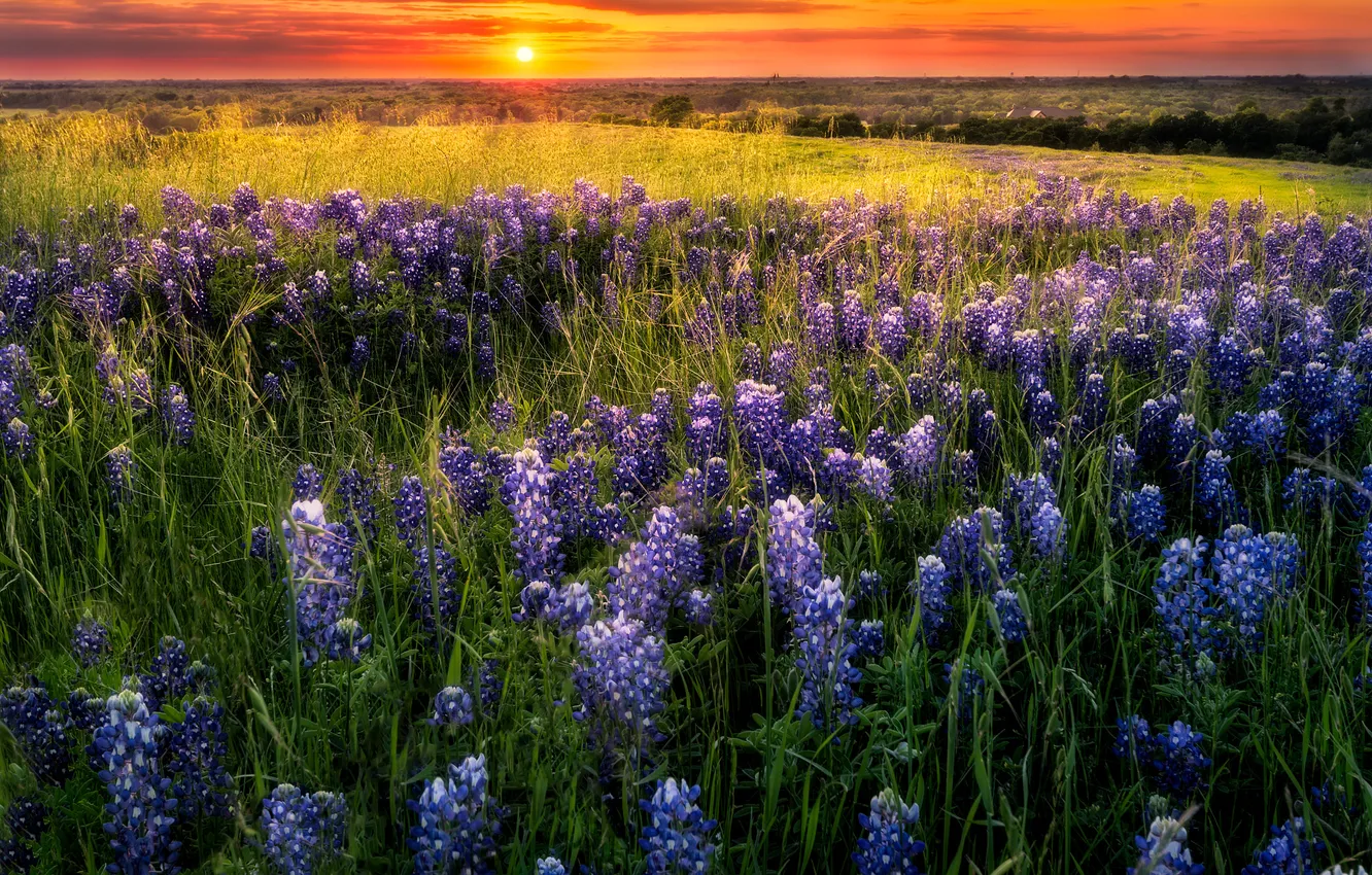 Photo wallpaper field, summer, flowers, lupins