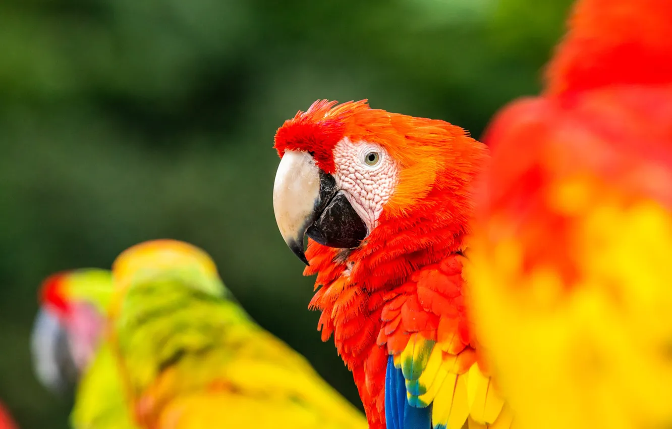 Photo wallpaper birds, background, red, parrots, Ara