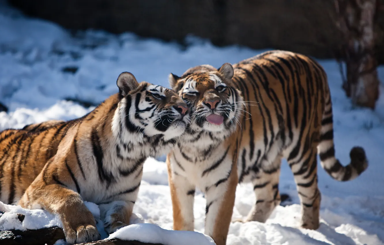 Photo wallpaper language, cat, snow, tiger, pair, Amur