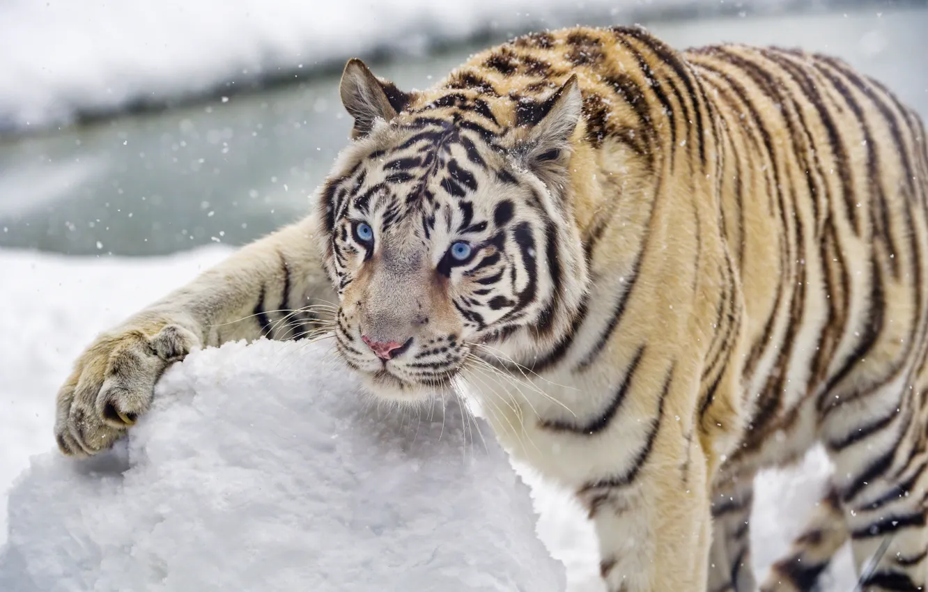Photo wallpaper winter, white, look, face, snow, tiger, pose, paws