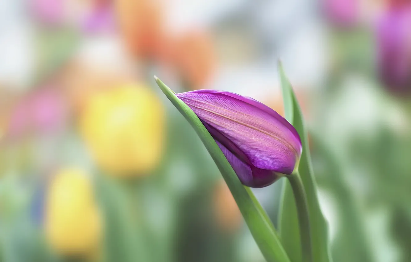 Photo wallpaper flower, nature, Tulip, spring