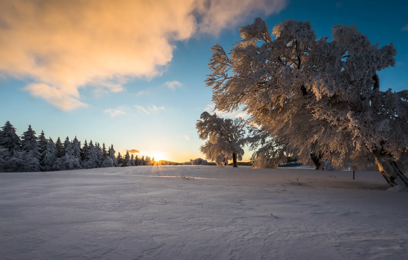 Photo wallpaper snow, trees, morning