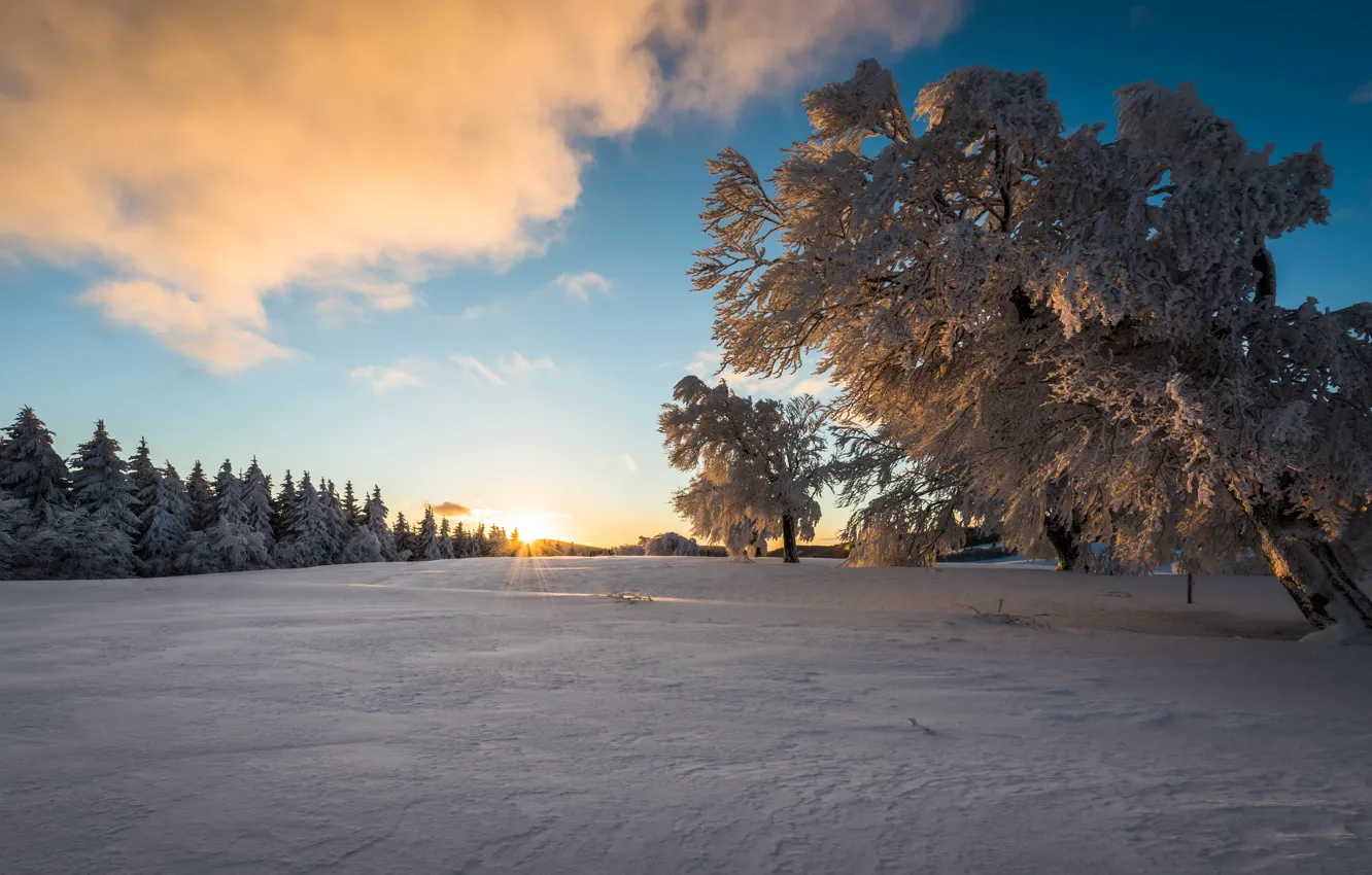 Photo wallpaper snow, tree, morning