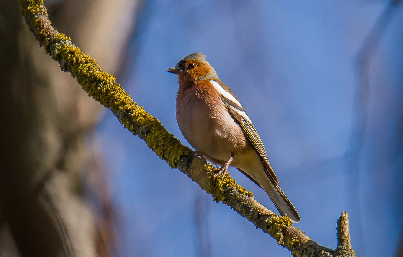 Photo wallpaper bird, spring, Chaffinch, photohunt