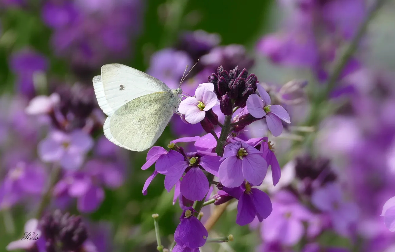 Photo wallpaper flowers, butterfly, wings