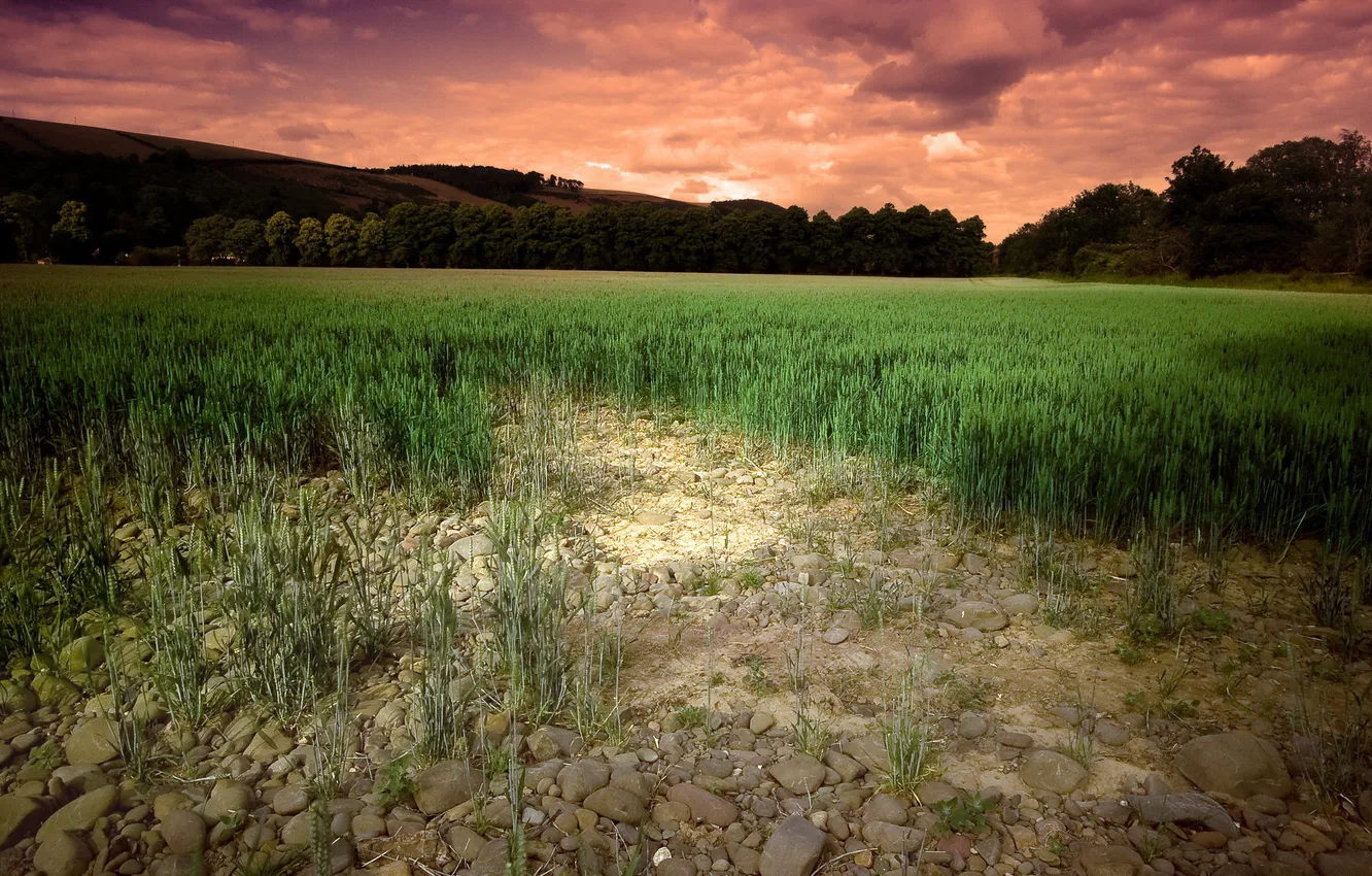 Photo wallpaper field, the sky, landscape, nature