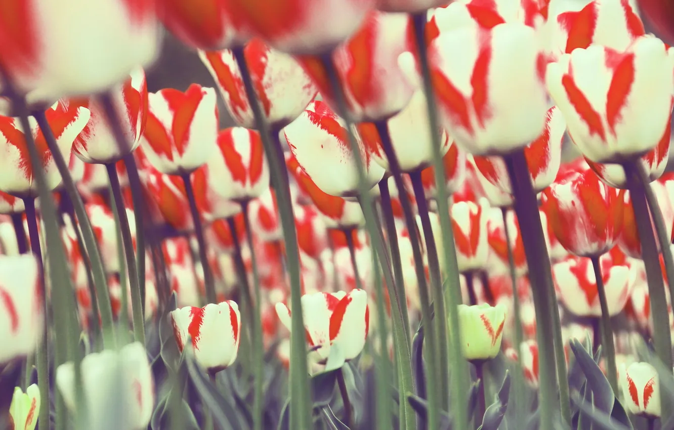 Photo wallpaper flowers, nature, tulips