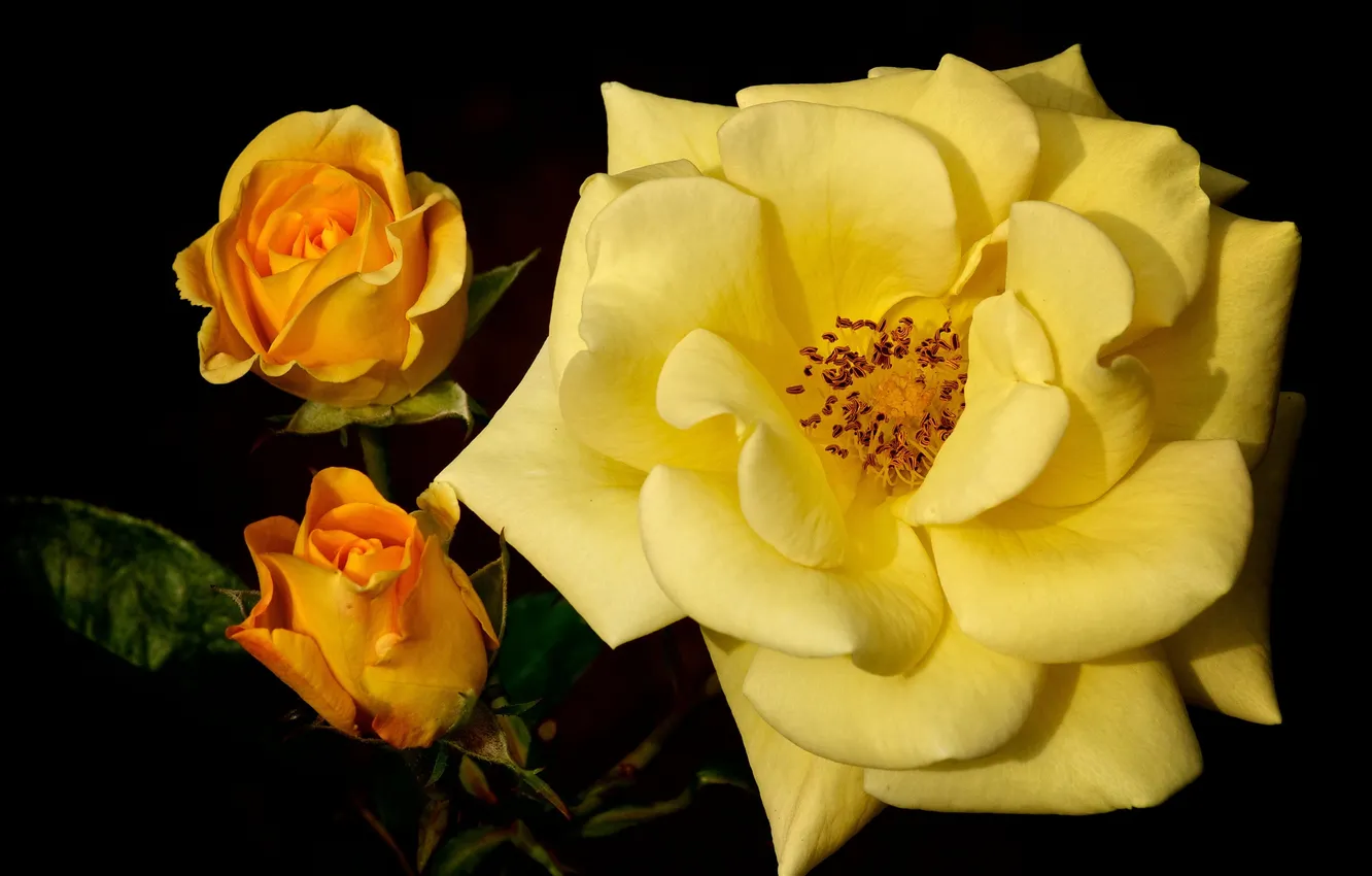 Photo wallpaper macro, buds, yellow rose