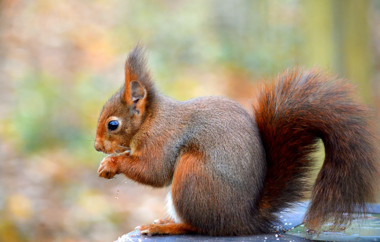 Photo wallpaper background, protein, red