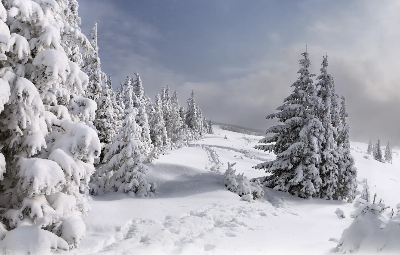 Photo wallpaper winter, snow, tree, paths