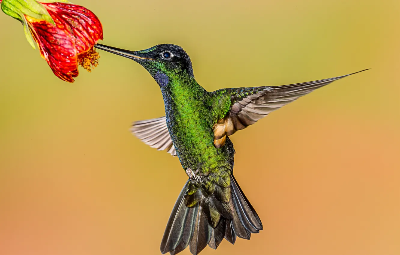 Photo wallpaper flowers, background, bird, Hummingbird
