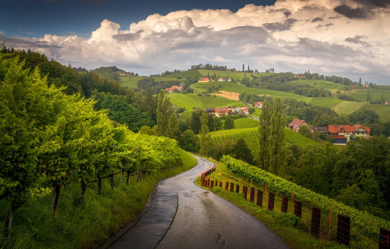 Photo wallpaper road, trees, hills, home, Italy, the vineyards