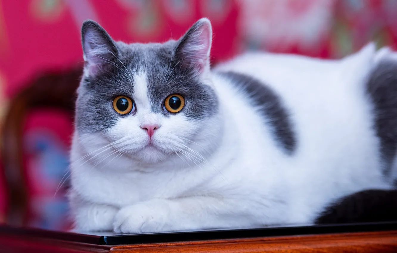 Photo wallpaper cat, cat, look, kitty, table, lies, face, grey with white