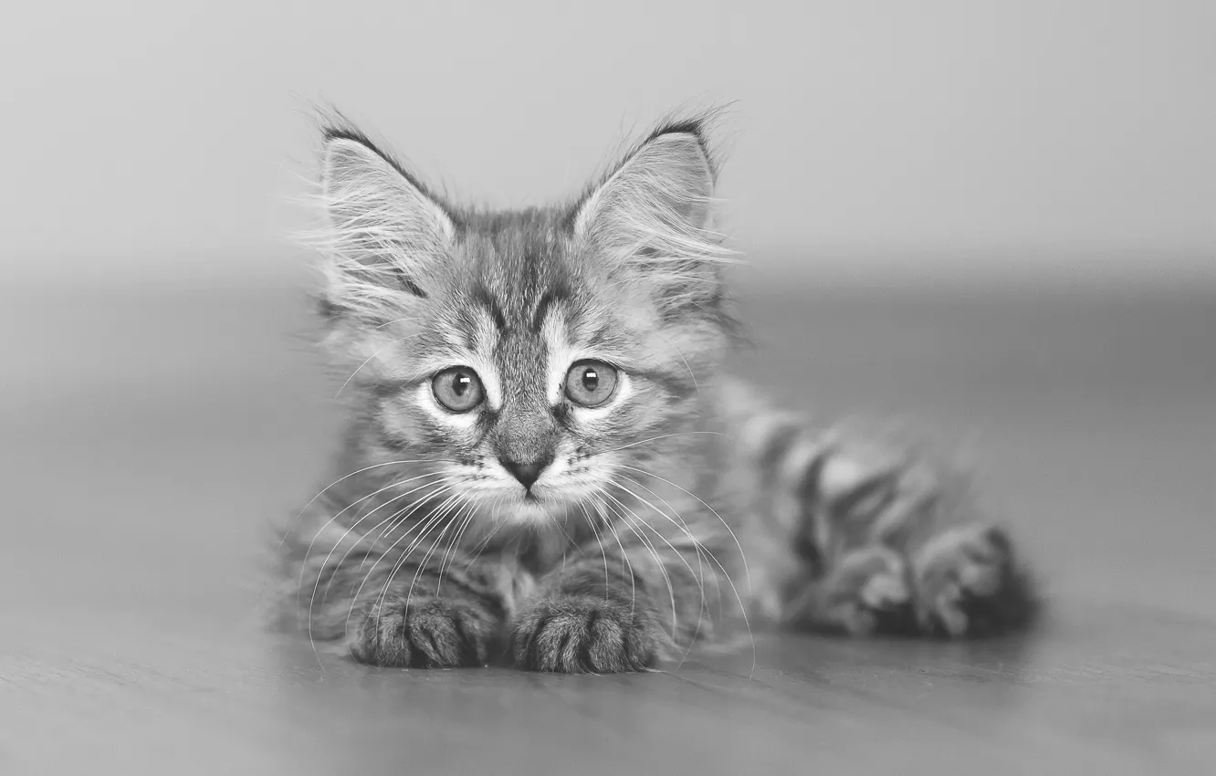 Photo wallpaper look, baby, black and white, kitty, monochrome, bokeh