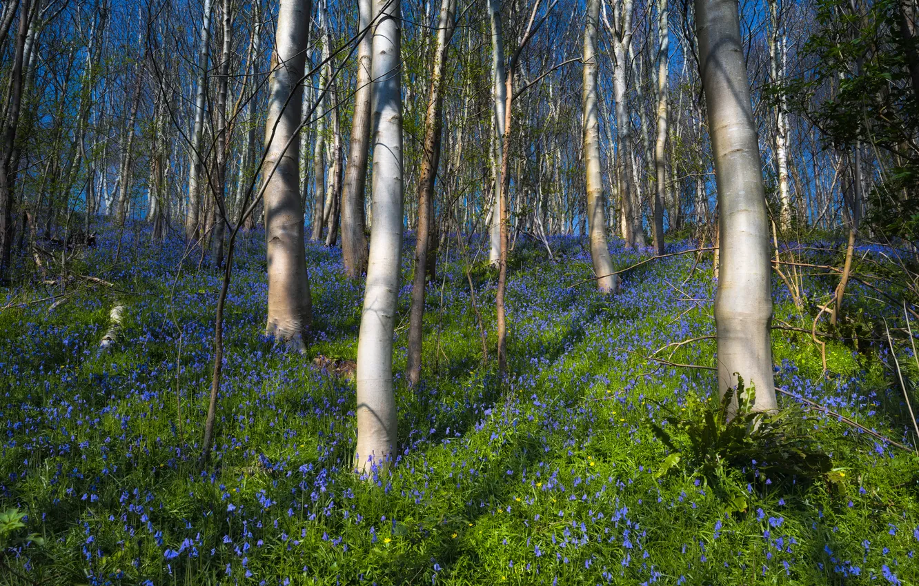 Photo wallpaper forest, trees, glade