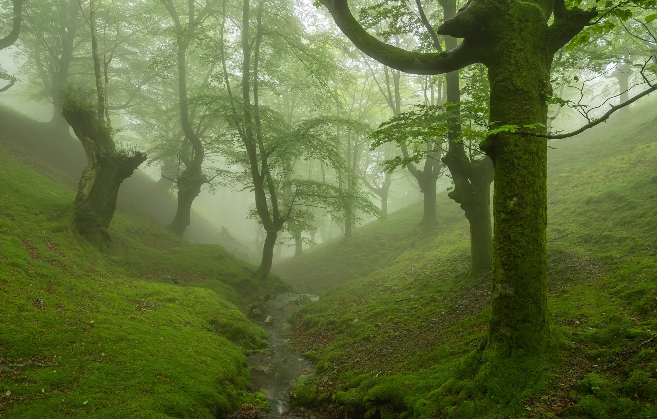 Photo wallpaper forest, trees, fog, stream, moss, the ravine