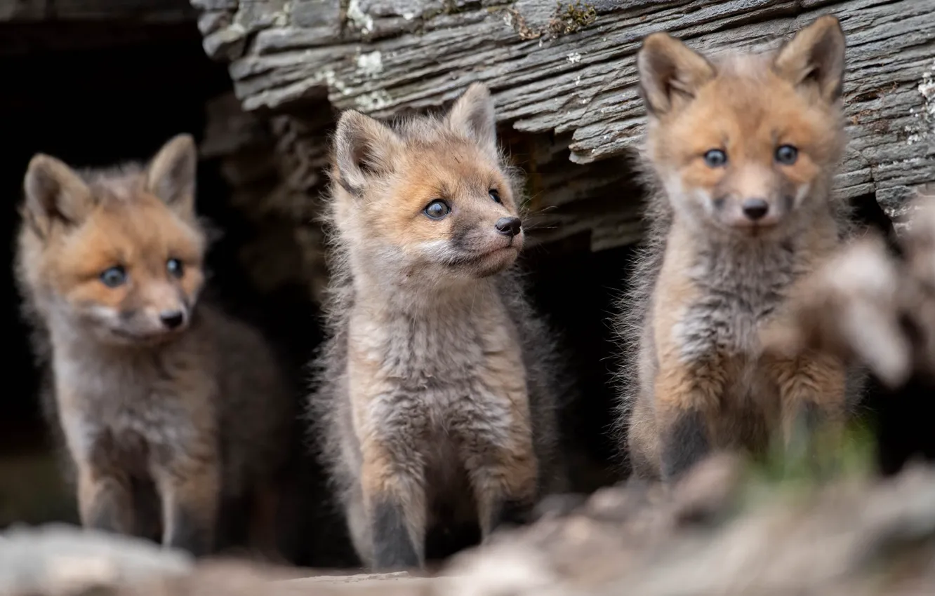 Photo wallpaper Fox, trio, cubs, cubs, Trinity