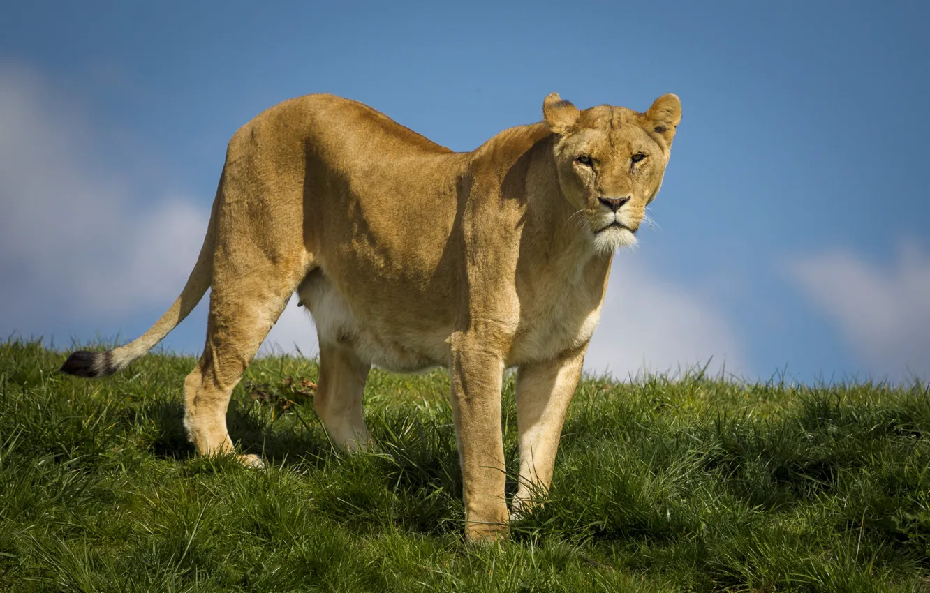 Photo wallpaper chest, the sky, grass, look, pose, glade, is, lioness