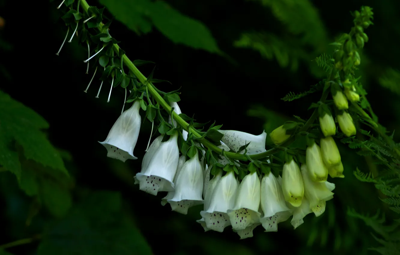 Wallpaper leaves, flowers, the dark background, white, fern