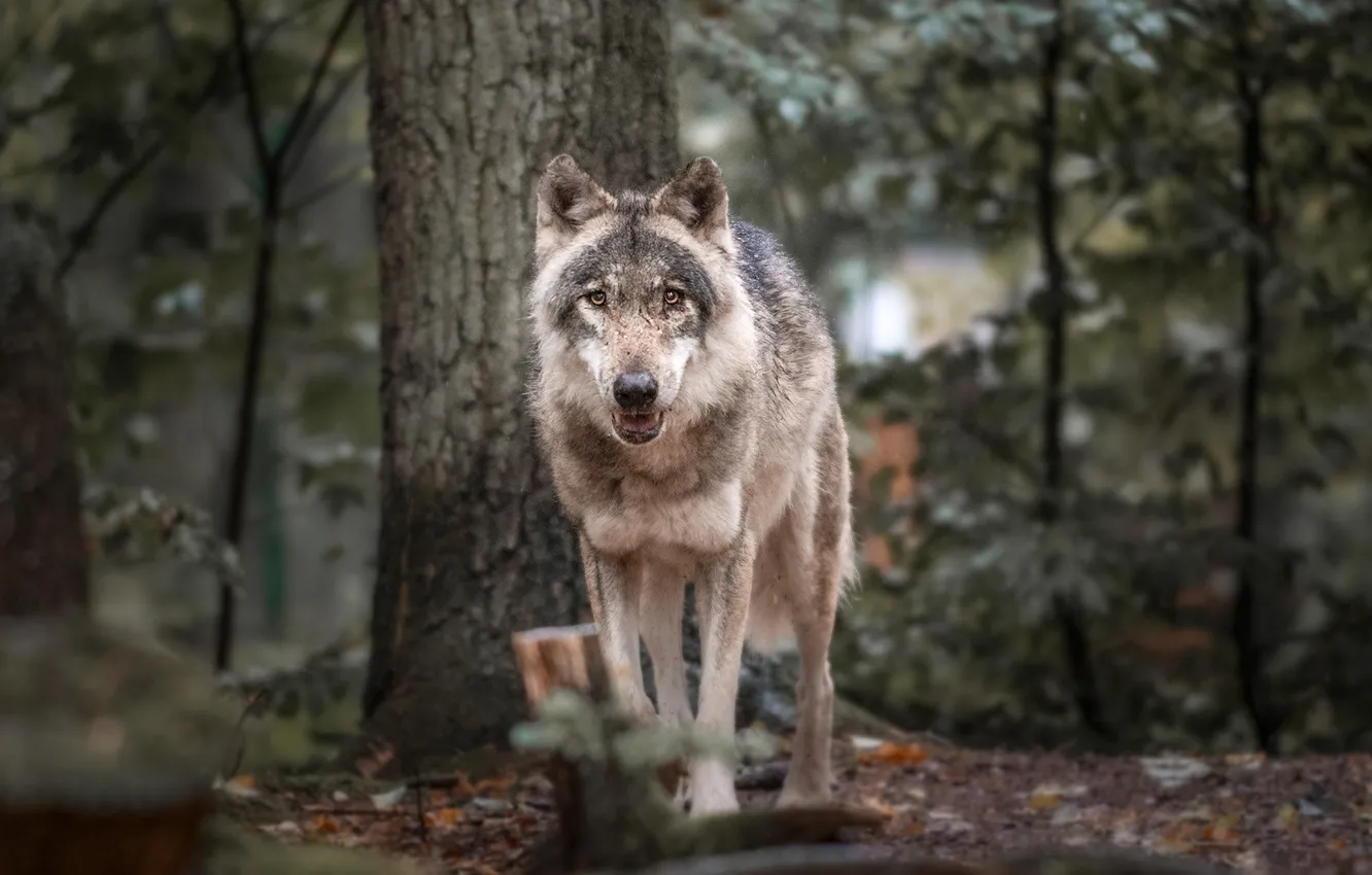 Photo wallpaper nature, face, animal, wolf, wildlife, head, fur, mammal
