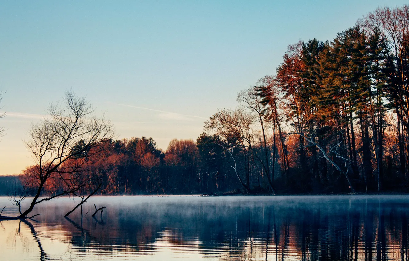 Photo wallpaper forest, trees, fog, lake, surface, morning, late autumn
