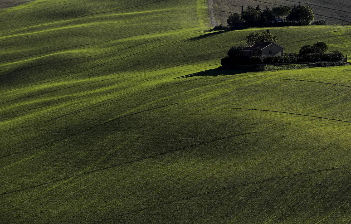 Photo wallpaper greens, field, trees, home