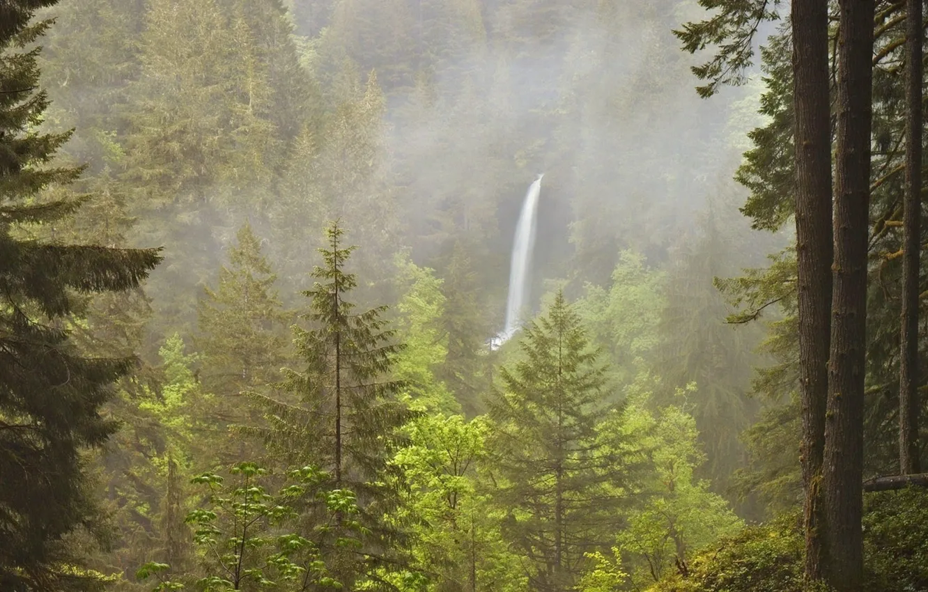 Photo wallpaper forest, trees, nature, waterfall, Oregon, haze, USA, USA