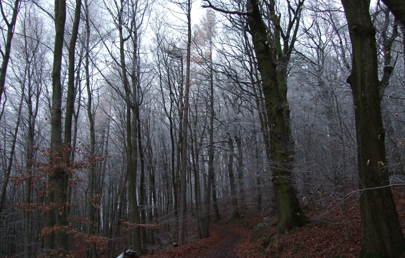 Photo wallpaper frost, forest, trees, nature, Germany, path, Germany, Heidelberg