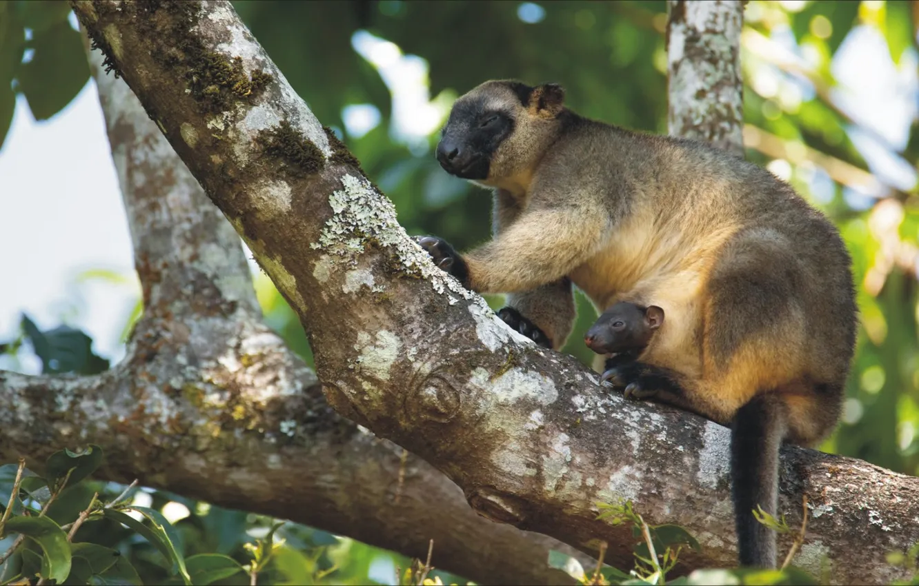 Photo wallpaper branches, nature, animal, pair, a rare animal