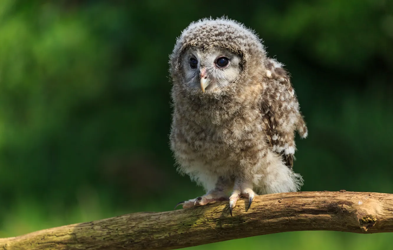 Photo wallpaper Chicks, branches, look, owlet, green, background, owl, baby