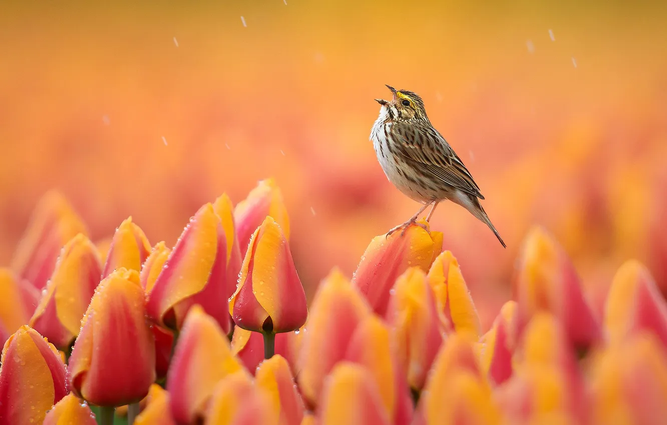 Photo wallpaper drops, flowers, bird, tulips, orange background, orange, buds, singing