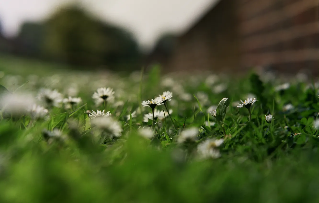 Photo wallpaper grass, flowers, chamomile, petals, white