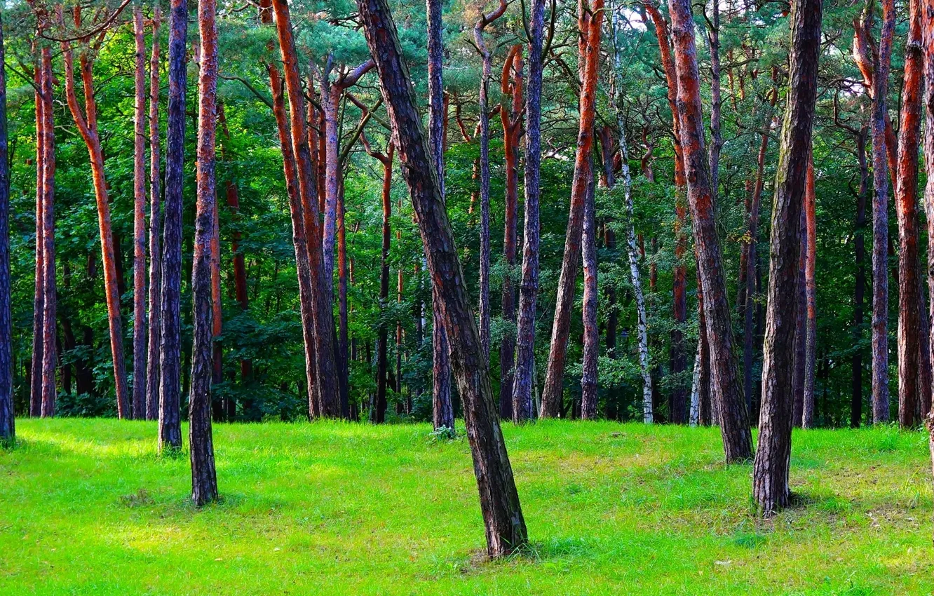 Photo wallpaper green, forest, tree