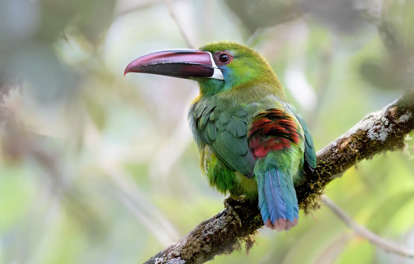 Photo wallpaper look, branches, nature, green, background, bird, beak, Toucan