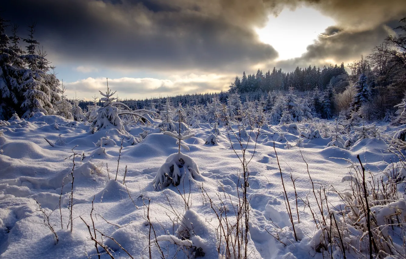 Photo wallpaper winter, forest, snow