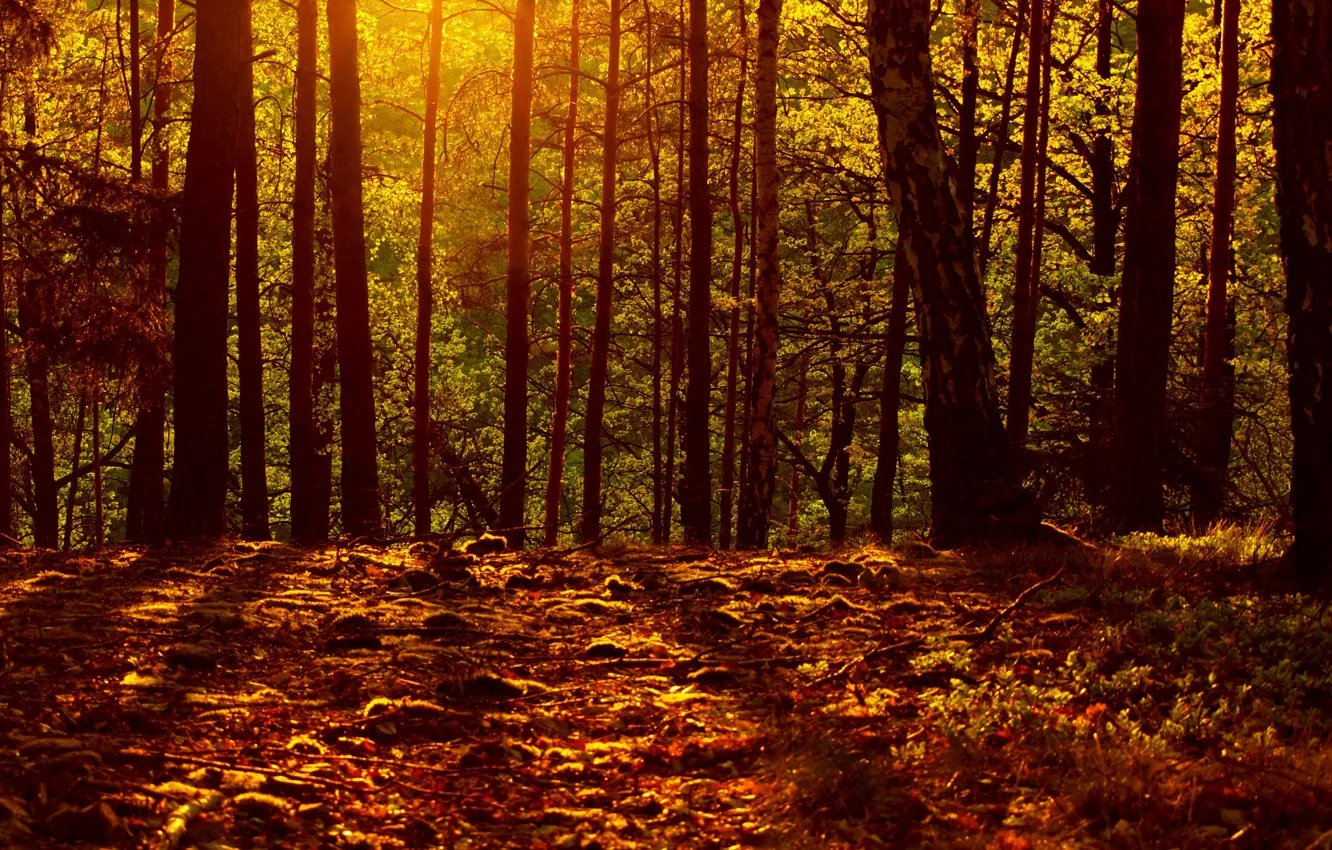 Photo wallpaper autumn, forest, leaves, light, autumn