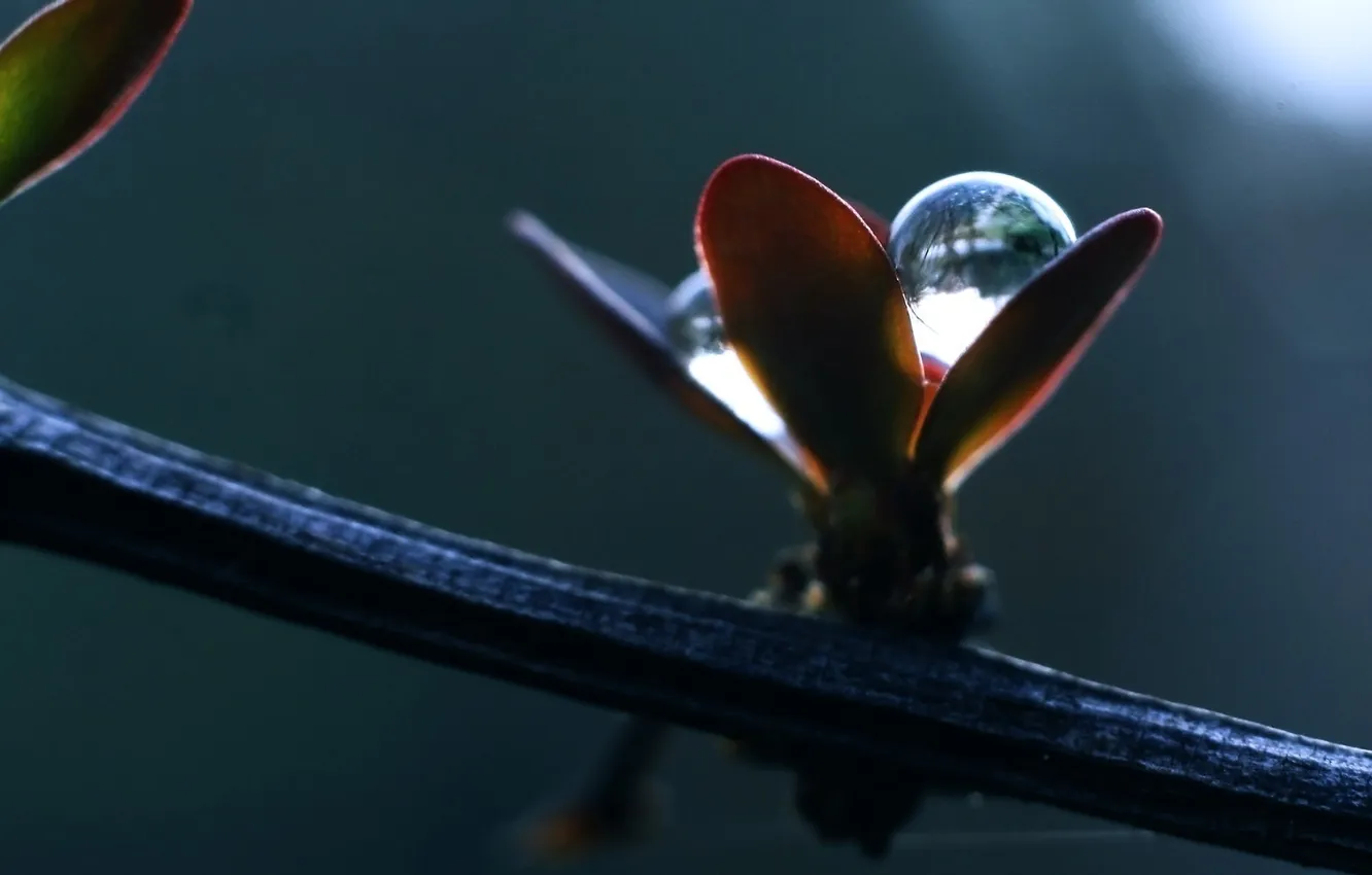 Photo wallpaper drops, flowers, Rosa, plant, petals