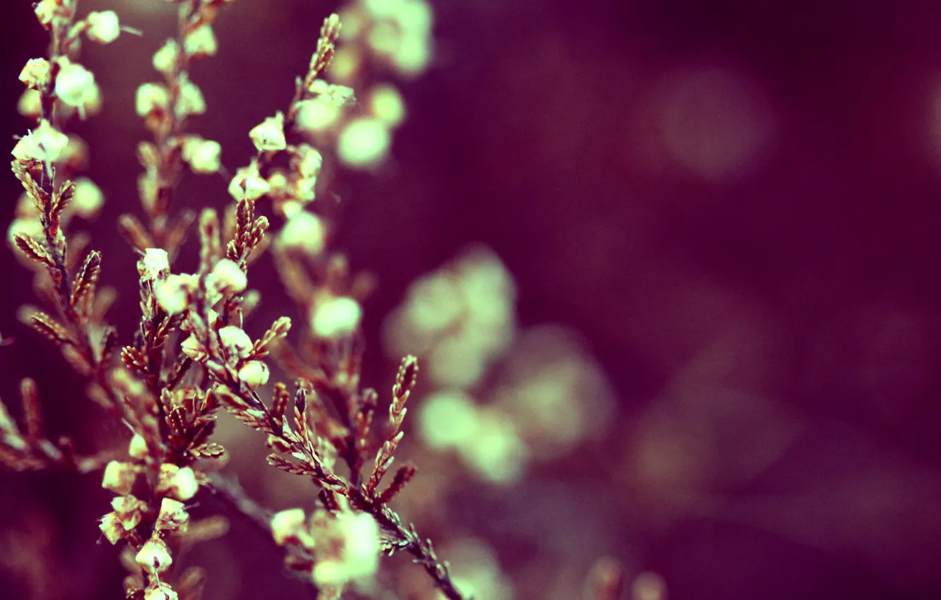 Photo wallpaper flowers, nature, flowers, Heather, heather in nature