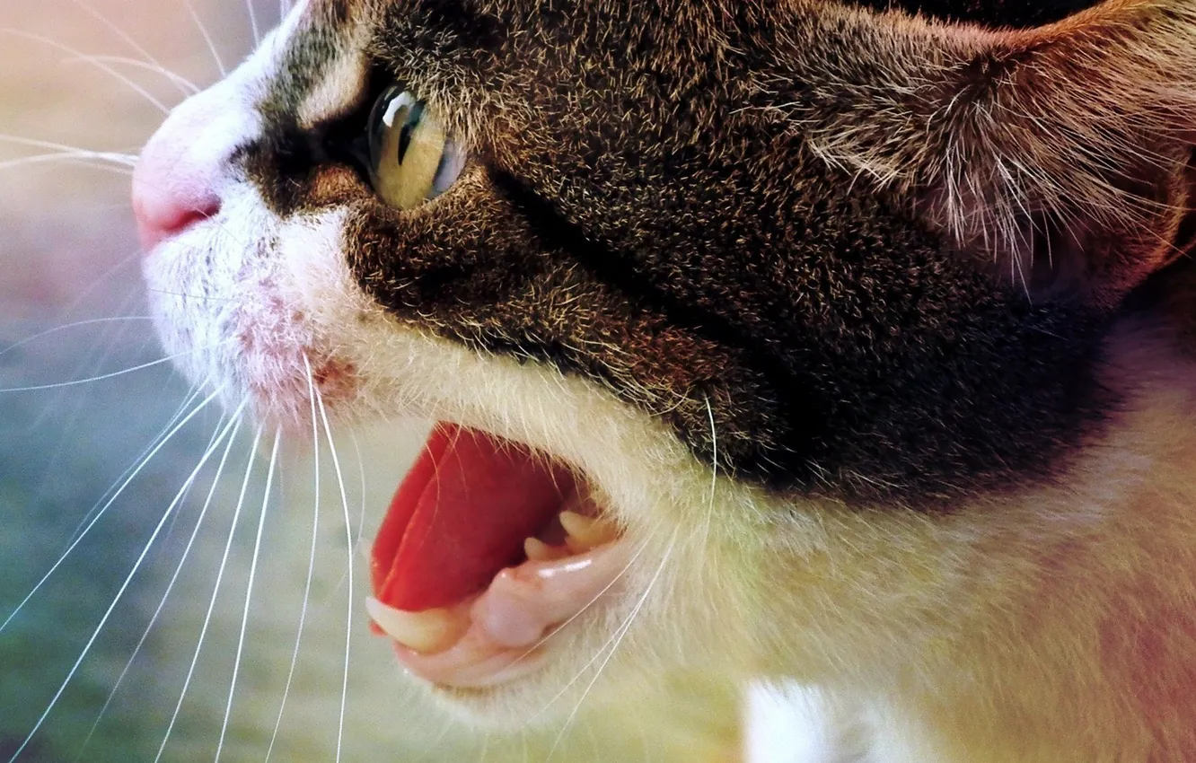 Photo wallpaper cat, cat, face, teeth, wool, mouth