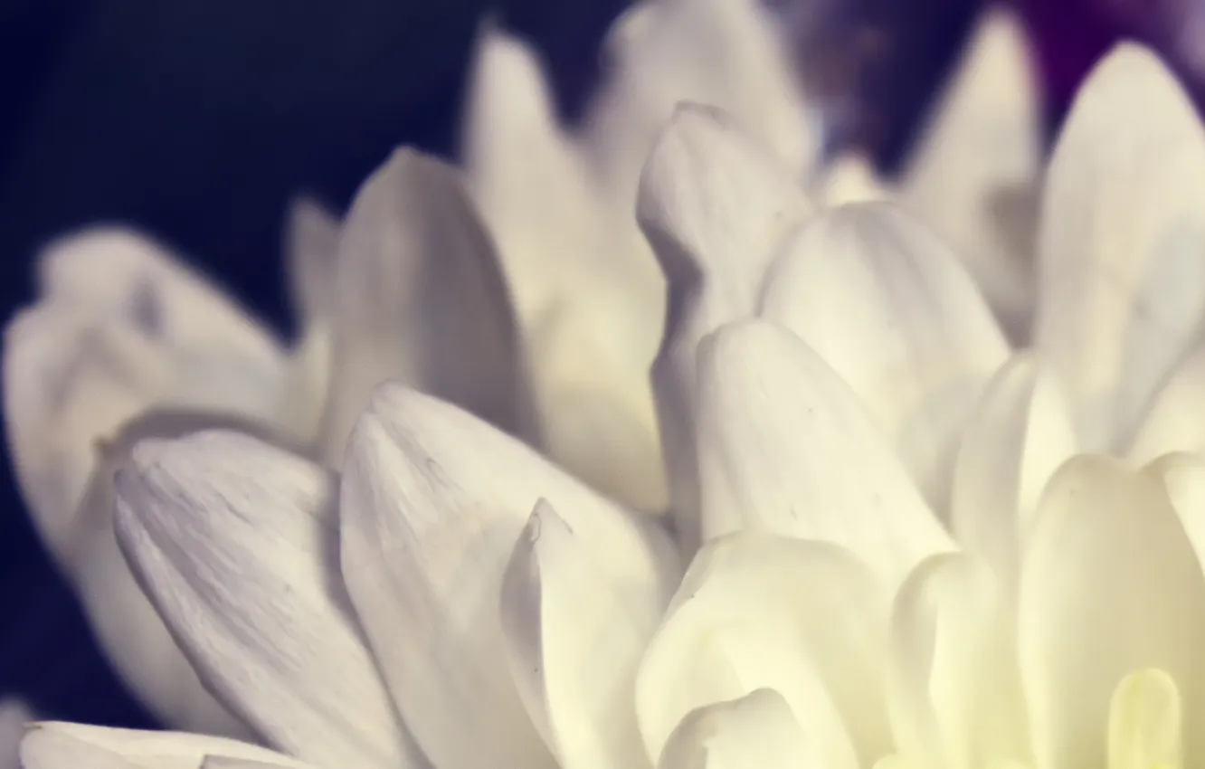 Photo wallpaper macro, flowers, petals, macro, 2560x1600