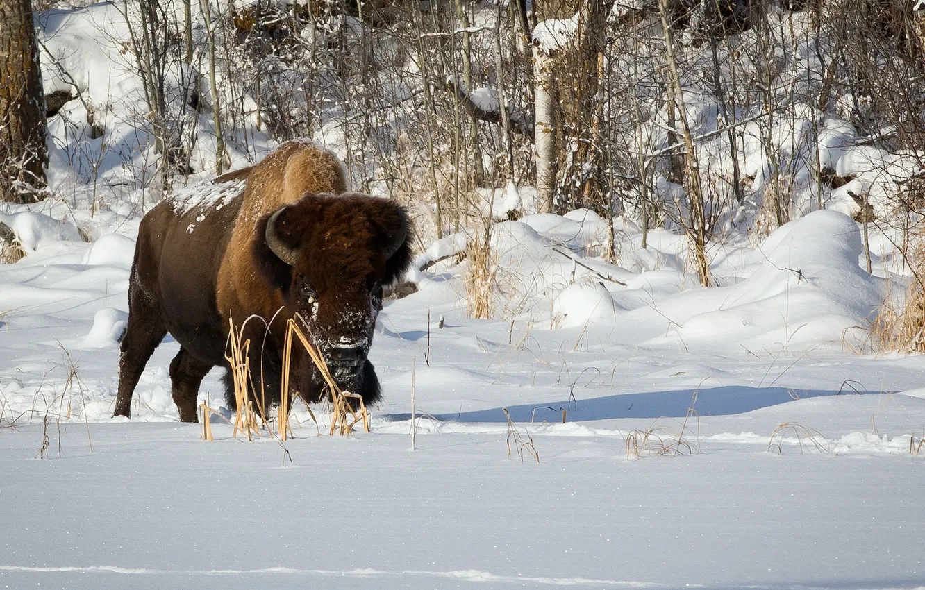Photo wallpaper winter, nature, Plains Bison