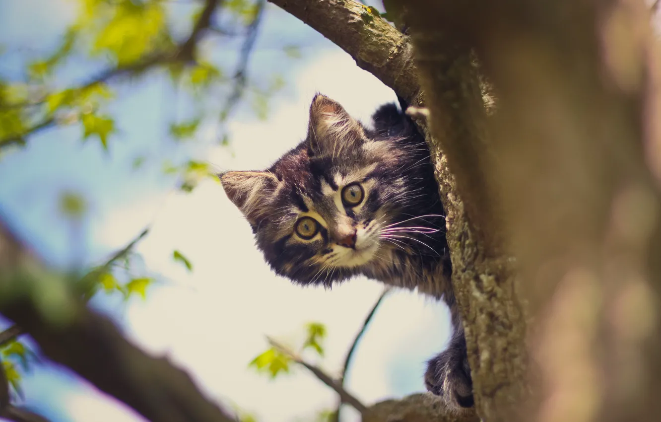 Photo wallpaper cat, tree, Koshak, Tomcat
