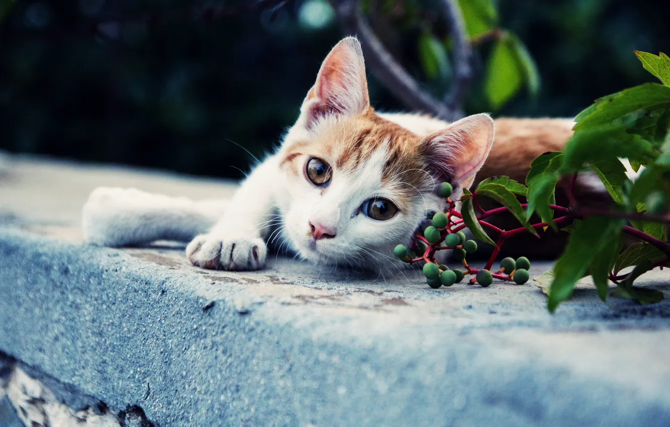 Photo wallpaper cat, look, background, Koshak, Tomcat, foot