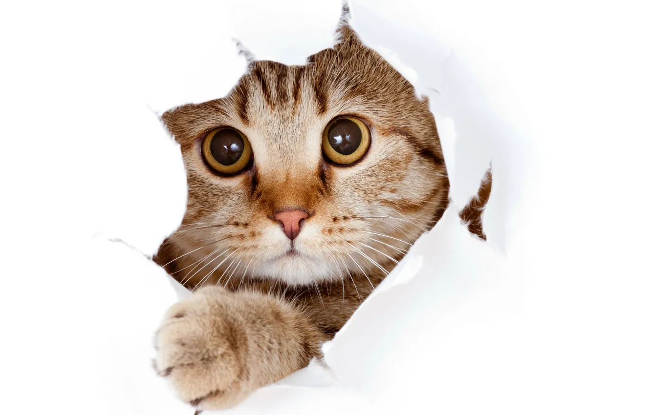Photo wallpaper cat, face, kitty